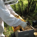 Résultats préliminaires de l’enquête des mortalités d’abeilles sur l’hiver 20/21