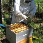 Lancement de l’Enquête Nationale auprès des apiculteurs – Pertes hivernales des colonies d’abeilles durant l’hiver 2020-2021