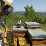 La déclaration de ruches 2020 : du 1er septembre au 31 décembre 2020
