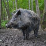 Peste porcine africaine : une campagne de communication pour sensibiliser éleveurs, chasseurs et voyageurs aux bons gestes de prévention