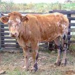 La besnoitiose : des éleveurs du GDS de l’Ardèche témoignent