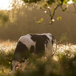 Un cas de vache folle identifié sur une carcasse aux Pays-Bas