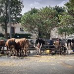 Comice agricole – Montigné Les Rairies (49)