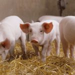 Un foyer de peste porcine africaine détecté en Allemagne proche de la frontière française