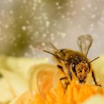 Mortalité des colonies d’abeilles durant l’hiver 2018-2019
