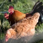 Influenza Aviaire Hautement Pathogène : La France relève son niveau de risque