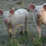Suspicion de cas de grippe humaine par un virus influenza d’origine porcine en Bretagne