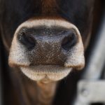 Foyer confirmé de brucellose bovine en Haute Savoie