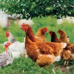 Influenza aviaire : la situation en France au 10/12/2021