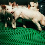 Porcs: 270 millions d’euros d’aides d’urgence