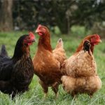Zone réglementée Influenza Aviaire dans le Maine-et-Loire – MAJ du 21/03/2022