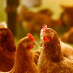 Confirmation d’un nouveau foyer d’influenza aviaire en Maine et Loire