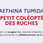 Aethina tumida_Point de situation au 25/07/2022