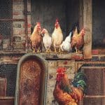 Grippe aviaire: Passage du niveau de risque influenza aviaire hautement pathogène à « Élevé »