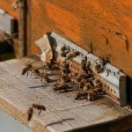 Lancement en mars de l’enquête nationale auprès des apiculteurs – Pertes hivernales des colonies d’abeilles durant l’hiver 2022-2023