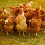 Grippe aviaire – Passage du niveau de risque IAHP à “Élevé”