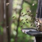 Alerte OMAA Pays de la Loire – Des abeilles mortes devant les ruches?