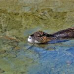 Reportage France 2 – Animaux: Les ravages des ragondins, une espèce invasive