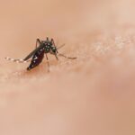Une révolution dans la lutte contre les maladies transmises par les moustiques grâce à la technique de l’insecte stérile ?