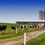 Point sur la situation de l’IAHP chez les bovins aux USA